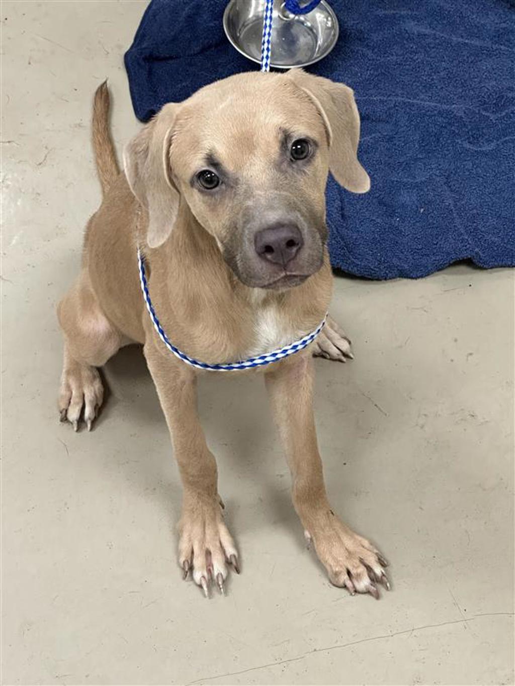Shelter Stray Female Dog last seen TX, 7201 Levander Loop bldg a, Austin, TX 78702, USA