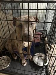 Shelter Stray Male Dog last seen TX, 7201 Levander Loop bldg a, Austin, TX 78702, USA