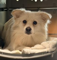 Shelter Stray Male Dog last seen Near Carefree Drive, San Diego, CA, 92114, 5500 Gaines St, San Diego, CA 92110, USA
