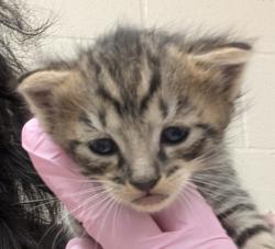 Shelter Stray Male Cat last seen Near S Johnson Avenue, El Cajon, CA, 92020, El Cajon, CA 92020, USA