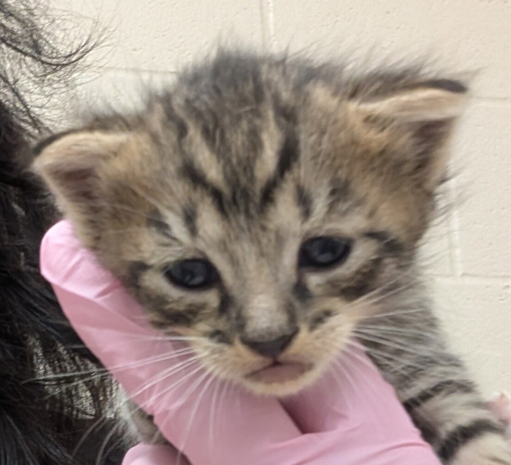Shelter Stray Male Cat last seen Near S Johnson Avenue, El Cajon, CA, 92020, El Cajon, CA 92020, USA