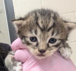 Shelter Stray Male Cat last seen Near S Johnson Avenue, El Cajon, CA, 92020, El Cajon, CA 92020, USA