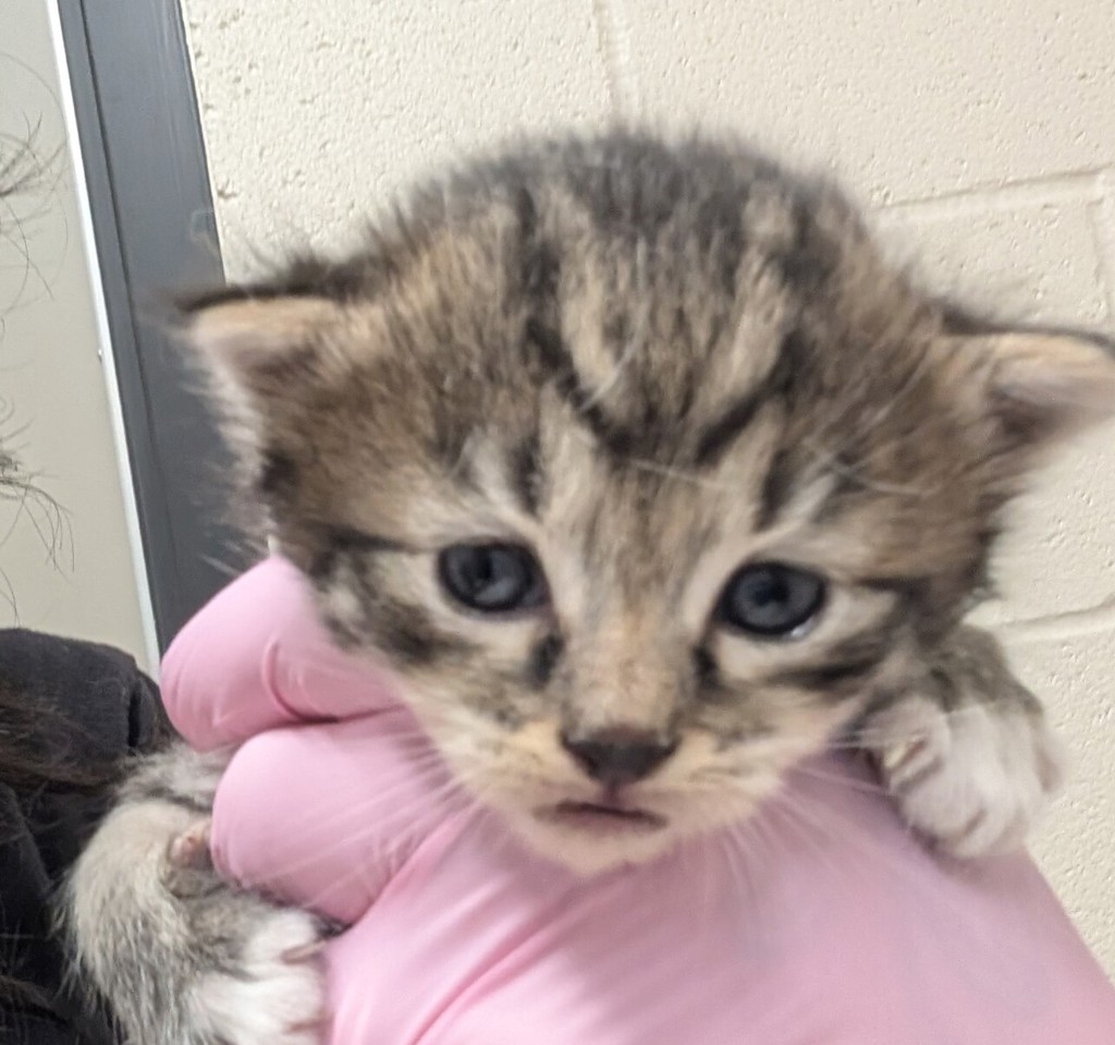 Shelter Stray Male Cat last seen Near S Johnson Avenue, El Cajon, CA, 92020, El Cajon, CA 92020, USA