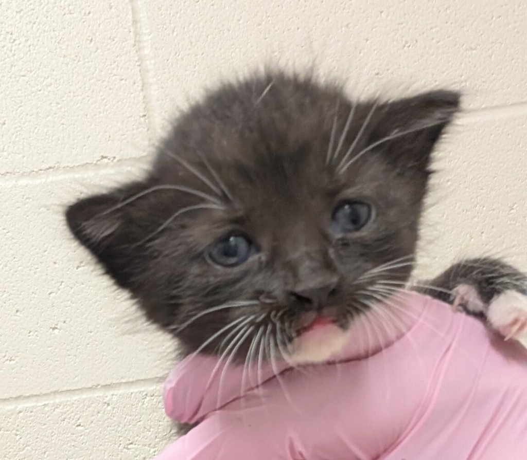 Shelter Stray Female Cat last seen Near S Johnson Avenue, El Cajon, CA, 92020, El Cajon, CA 92020, USA