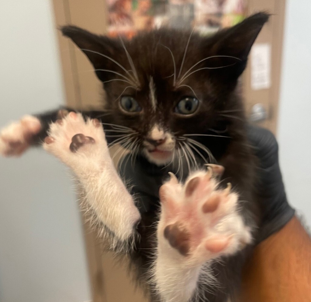 Shelter Stray Male Cat last seen 3rd, Imperial Beach, CA, 91932, 5500 Gaines St, San Diego, CA 92110, USA