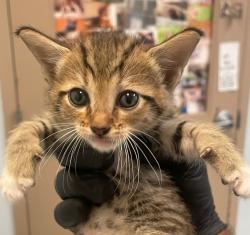Shelter Stray Male Cat last seen 3rd, Imperial Beach, CA, 91932, 5500 Gaines St, San Diego, CA 92110, USA