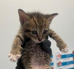 Shelter Stray Male Cat last seen 3rd, Imperial Beach, CA, 91932, 5500 Gaines St, San Diego, CA 92110, USA