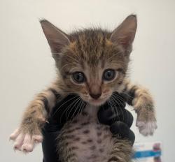 Shelter Stray Female Cat last seen 3rd, Imperial Beach, CA, 91932, 5500 Gaines St, San Diego, CA 92110, USA