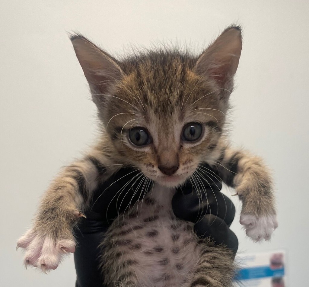 Shelter Stray Female Cat last seen 3rd, Imperial Beach, CA, 91932, 5500 Gaines St, San Diego, CA 92110, USA