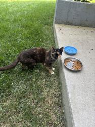 Found/Stray Unknown Cat last seen Near willowsford, Aldie, VA 20105