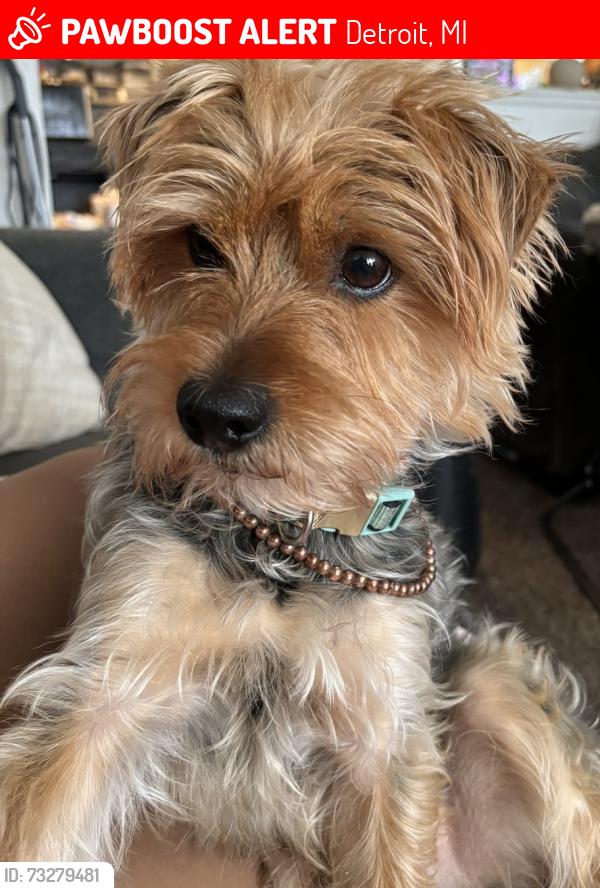 Lost Male Dog last seen Greenfield and Chicago St, Detroit, MI 48228