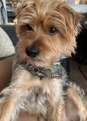 Lost Male Dog last seen Greenfield and Chicago St, Detroit, MI 48228