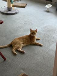 Lost Male Cat last seen Chaparral, Round Rock, TX 78681