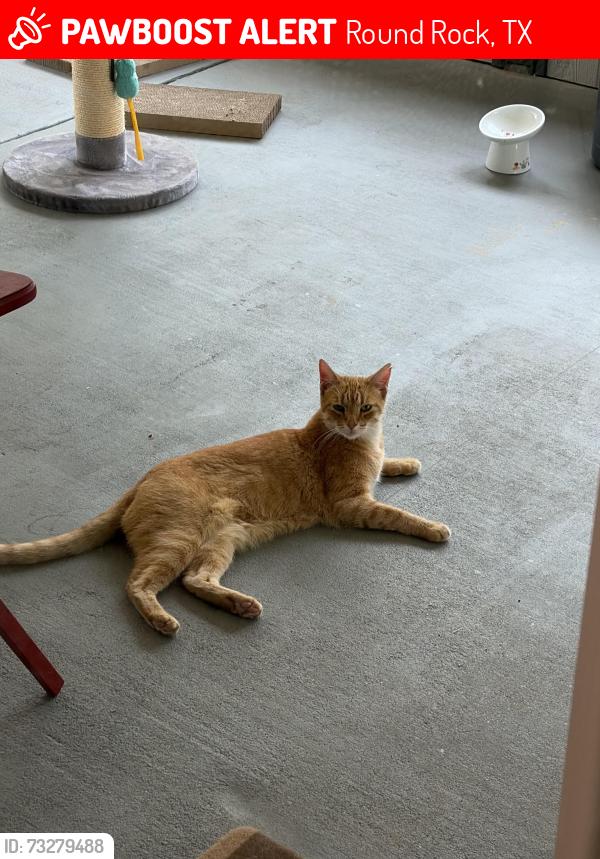Lost Male Cat last seen Chaparral, Round Rock, TX 78681