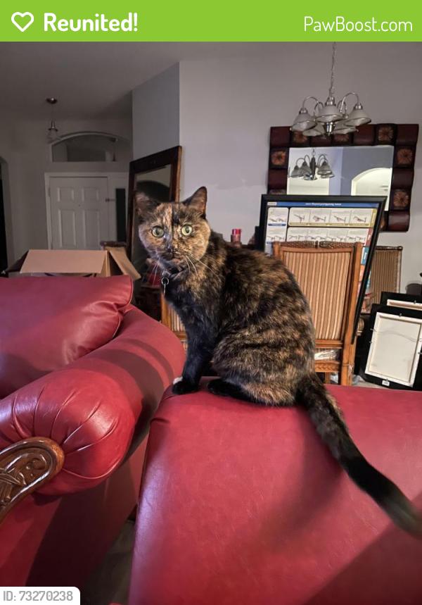 Reunited Female Cat last seen Logan Cave Ave and Flint Hills Drive, Wimauma, FL 33598