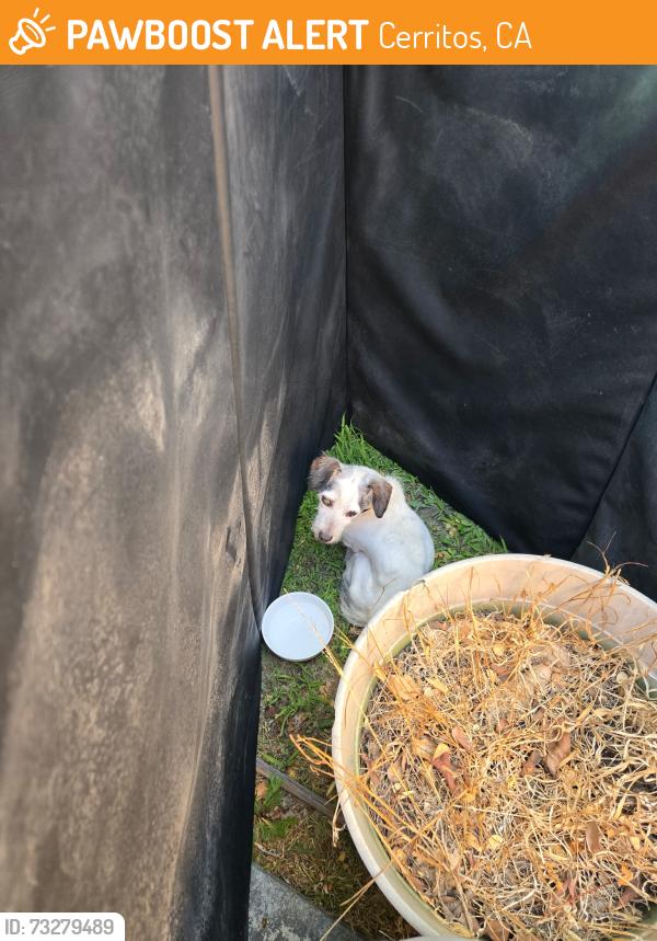 Found/Stray Unknown Dog last seen 177th / Gridley Ave, Cerritos, CA 90703