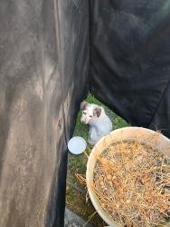 Found/Stray Unknown Dog last seen 177th / Gridley Ave, Cerritos, CA 90703