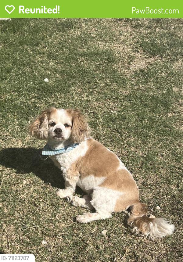 Reunited Male Dog last seen Old Alice and Kretz, westbound, Cameron County, TX 78586