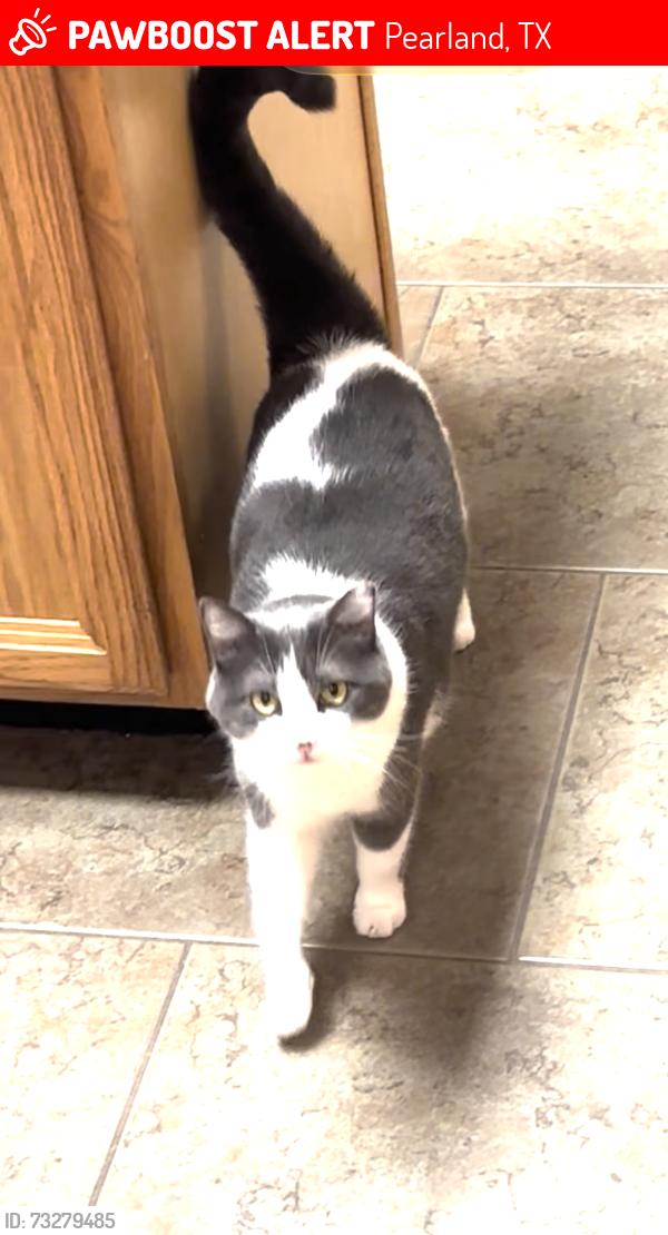 Lost Female Cat last seen Morgan Rd/Endicott Fairway Village I, Pearland, TX 77584