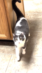 Lost Female Cat last seen Morgan Rd/Endicott Fairway Village I, Pearland, TX 77584
