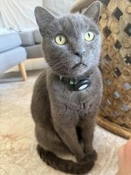 Lost Male Cat last seen 25th and Marshall Church Hill Richmond VA, Richmond, VA 23223