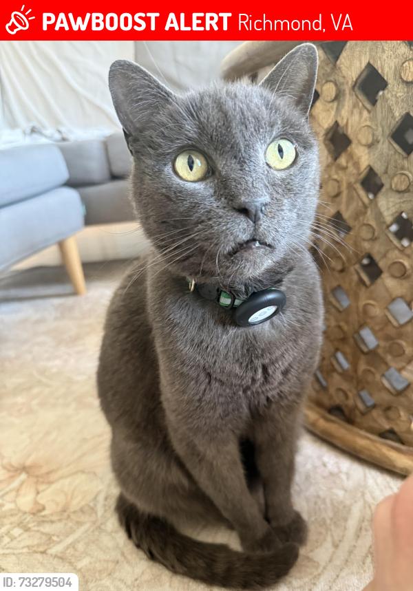 Lost Male Cat last seen 25th and Marshall Church Hill Richmond VA, Richmond, VA 23223