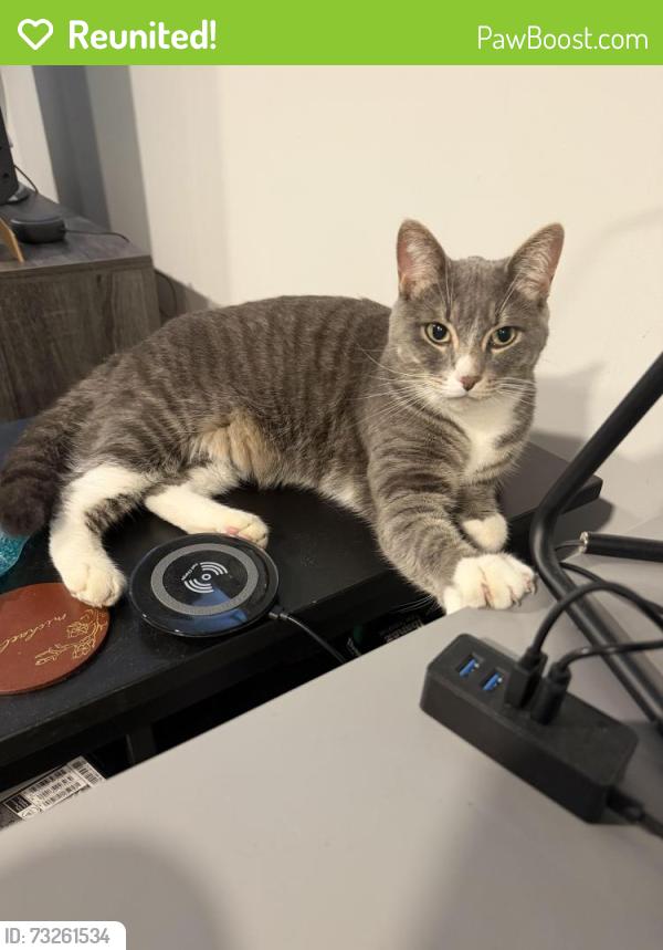 Reunited Female Cat last seen Foxglove Place and Sweet Grass gate, Mississauga, ON L5V 2N1