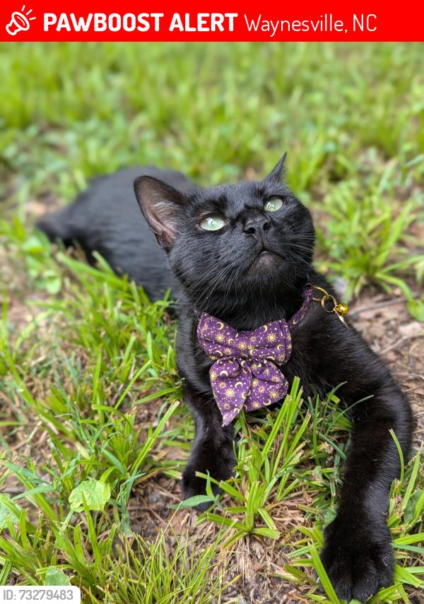 Lost Male Cat last seen Qualla rd, iron duff, Jonathan Creek, Waynesville, NC 28785