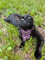 Lost Male Cat last seen Qualla rd, iron duff, Jonathan Creek, Waynesville, NC 28785