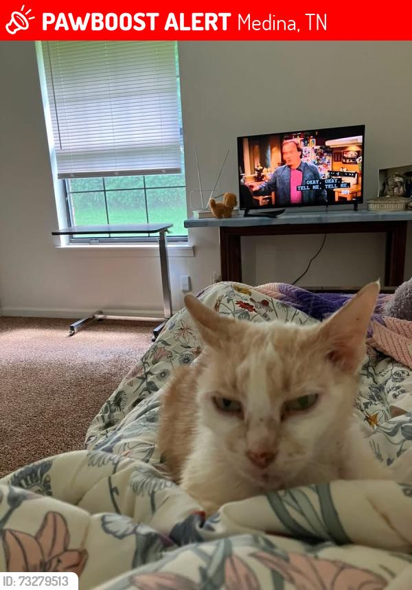 Lost Male Cat last seen Near W church Ave, Medina, TN 38355