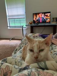 Lost Male Cat last seen Near W church Ave, Medina, TN 38355