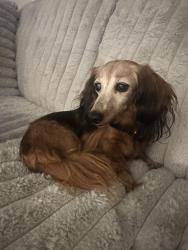 Found/Stray Female Dog last seen Unsure, Bridgeport, CT 06604