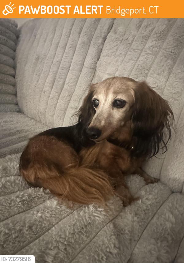 Found/Stray Female Dog last seen Unsure, Bridgeport, CT 06604