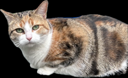 Lost Female Cat last seen Chase Dr, East St. Paul, MB 