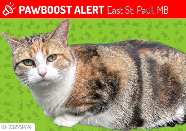 Lost Female Cat last seen Chase Dr, East St. Paul, MB 