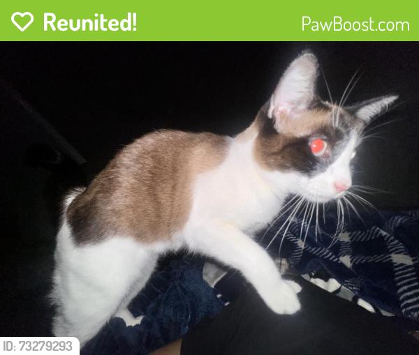 Reunited Female Cat last seen Building 5, 2001 E Spring Creek Pkwy, Plano, TX 75074, USA, Plano, TX 75074