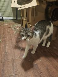 Reunited Unknown Cat last seen Cermak & Damen, Chicago, IL 60608