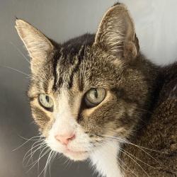 Shelter Stray Male Cat last seen , 3173 K-68 Hwy, Ottawa, KS 66067, USA