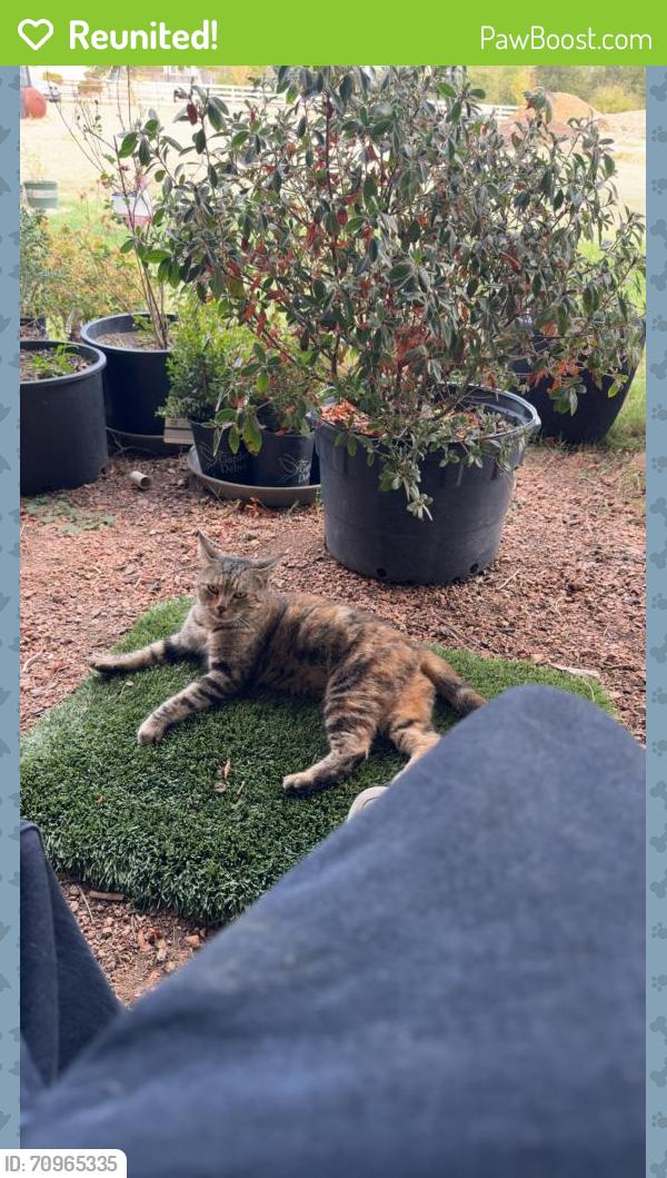 Reunited Male Cat last seen Near Ballycastle Dr, Plano, TX 75074, USA, Plano, TX 75074