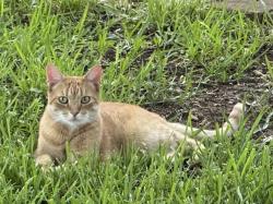 Lost Male Cat last seen Chaparral Dr and Woods Blvd, Round Rock, TX 78681