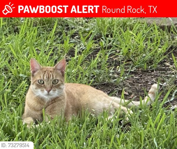 Lost Male Cat last seen Chaparral Dr and Woods Blvd, Round Rock, TX 78681