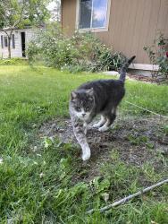 Lost Male Cat last seen Adam’s St. and Creation St., Garden City, ID 83714