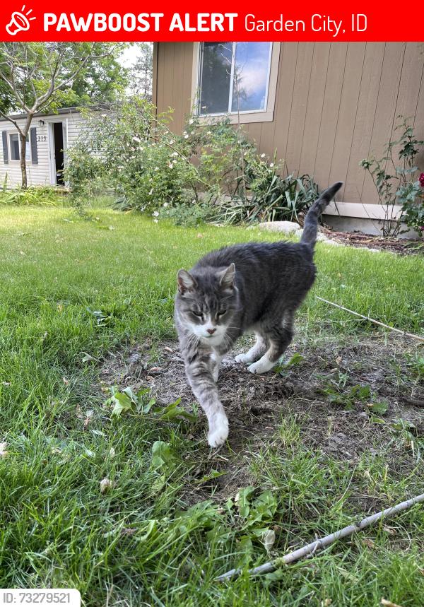 Lost Male Cat last seen Adam’s St. and Creation St., Garden City, ID 83714