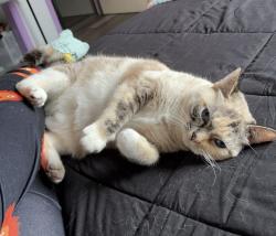 Lost Female Cat last seen Barger, Eugene, OR 97402