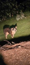Found/Stray Male Dog last seen Near Rockbridge Rd, Stone Mountain, GA 30087, Stone Mountain, GA 30087