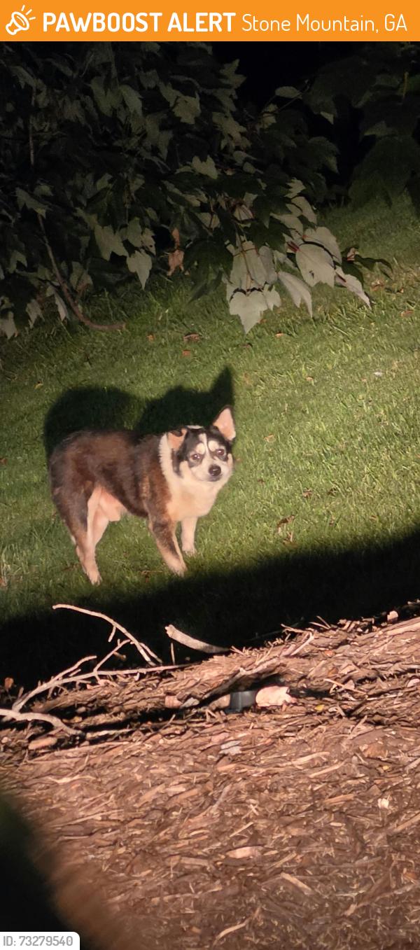 Found/Stray Male Dog last seen Near Rockbridge Rd, Stone Mountain, GA 30087, Stone Mountain, GA 30087