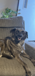 Lost Female Dog last seen By the floresville water tower, Floresville, TX 78114