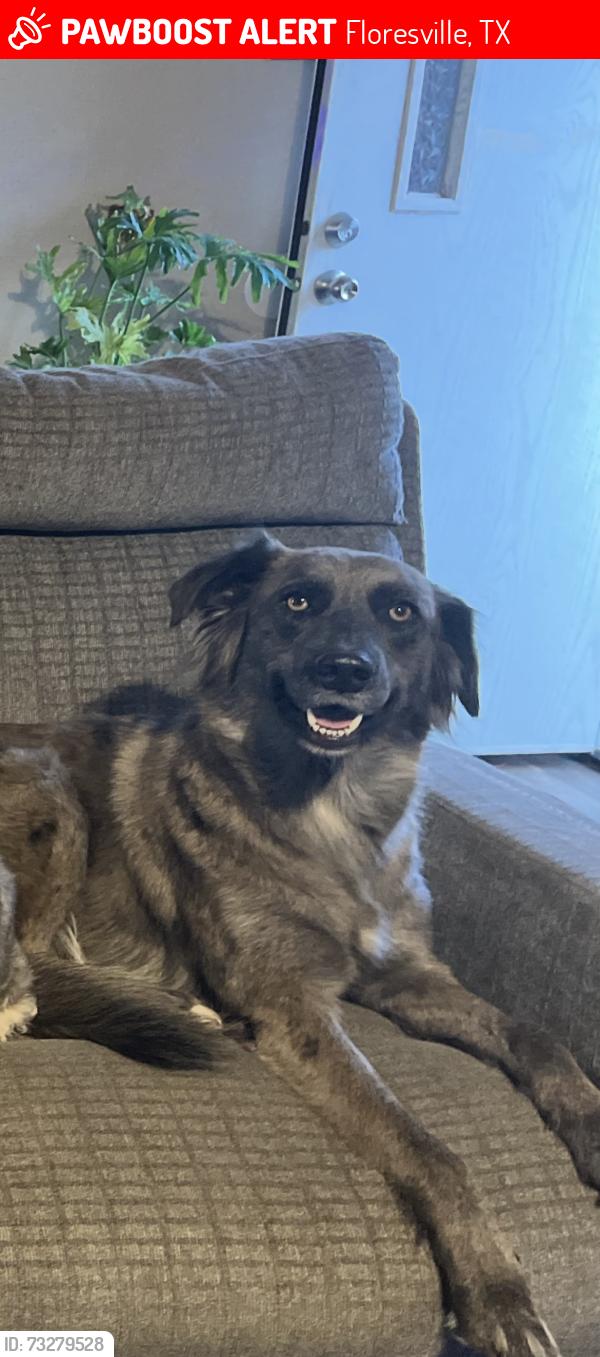 Lost Female Dog last seen By the floresville water tower, Floresville, TX 78114