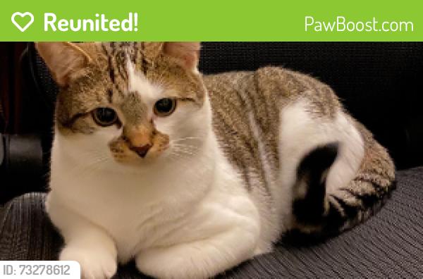 Reunited Male Cat last seen N Maryland Ave, Milwaukee, WI 53211, Milwaukee, WI 53211