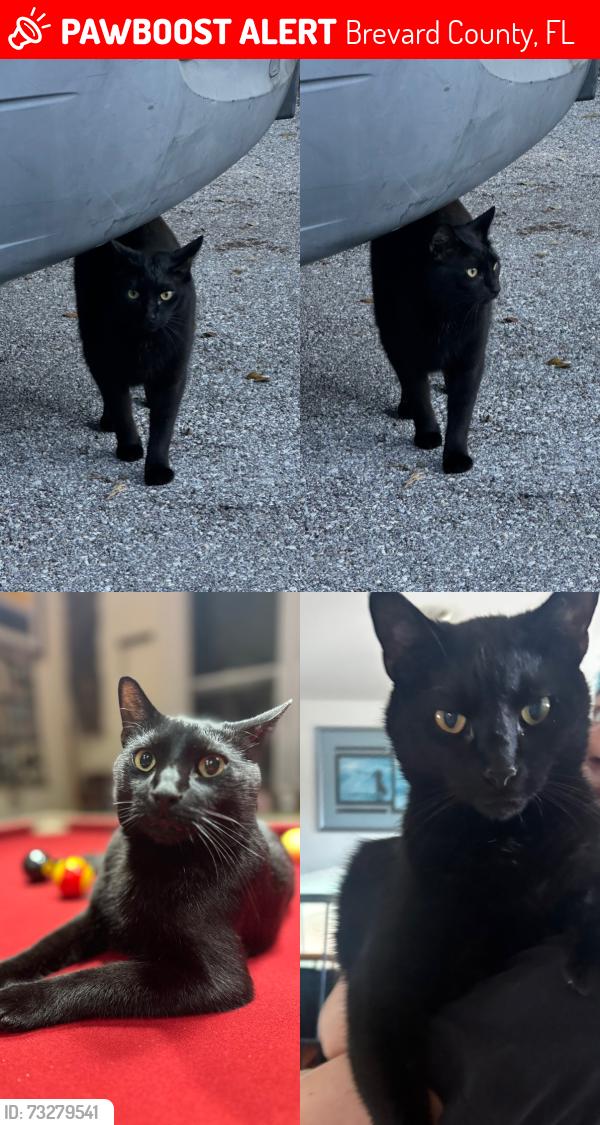 Lost Male Cat last seen A1A, Holy Name of Jesus Catholic Church, Brevard County, FL 32903
